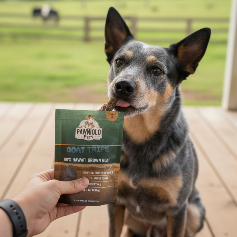 Dog sitting on a wooden deck with a person holding a package of dog treats.
