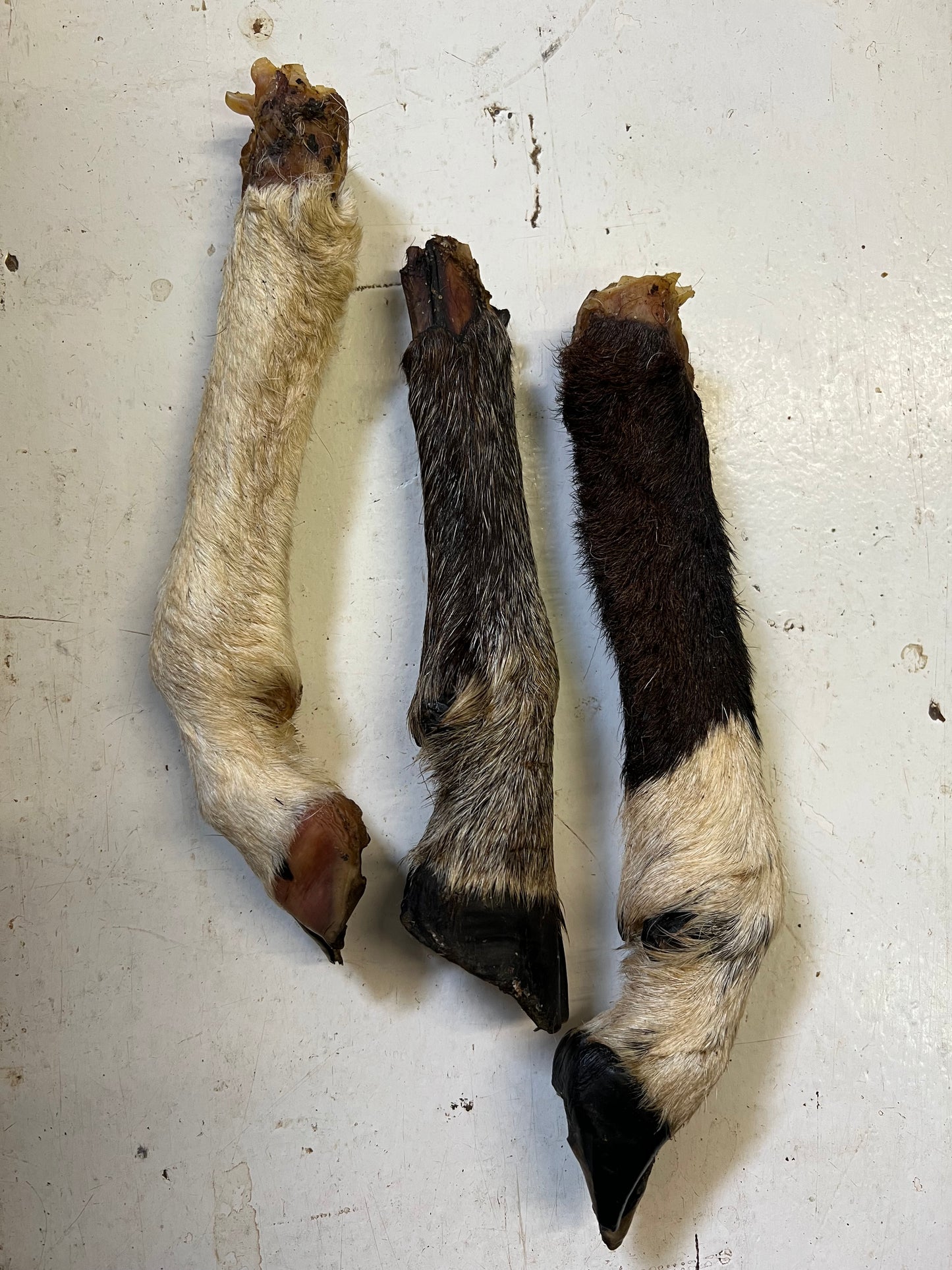 Goat or Sheep Feet