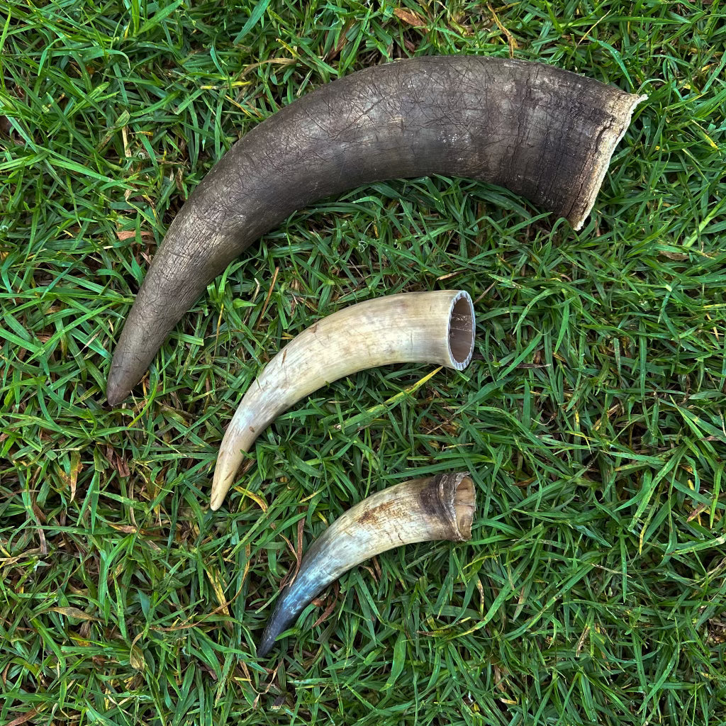 Cow Horn