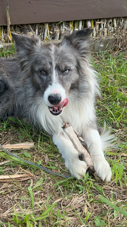 Goat or Sheep Leg