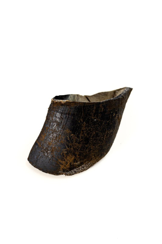 Cow Hoof