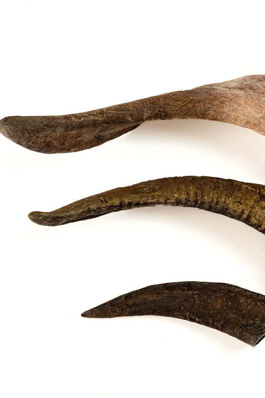 Goat/Sheep Horns