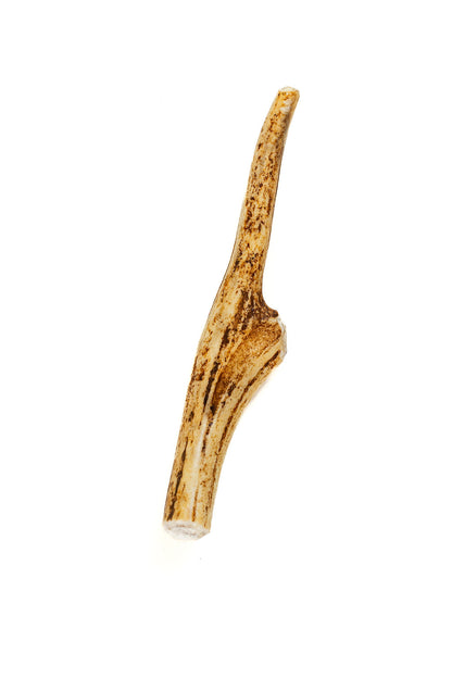 Deer Antler