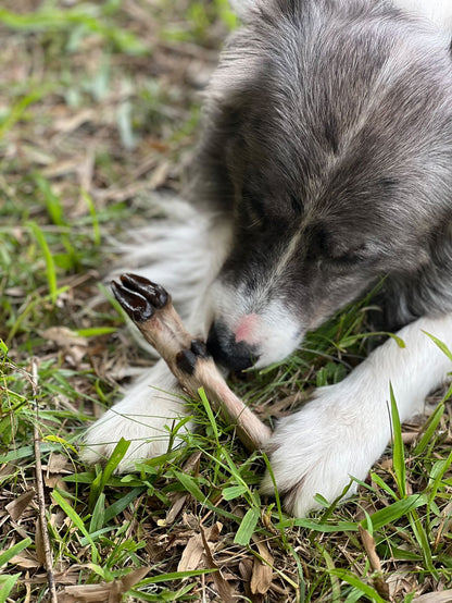 Goat or Sheep Leg
