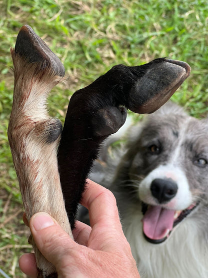 Goat or Sheep Leg
