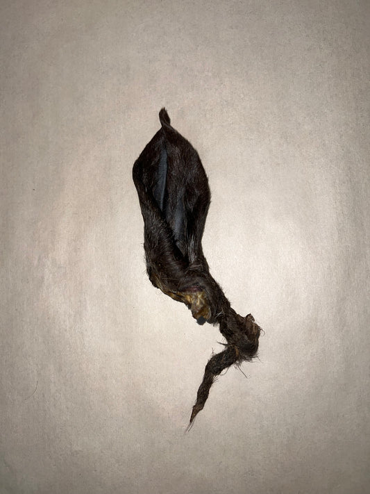 Goat Ear