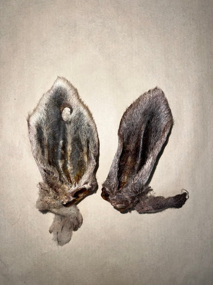 Sheep Ear