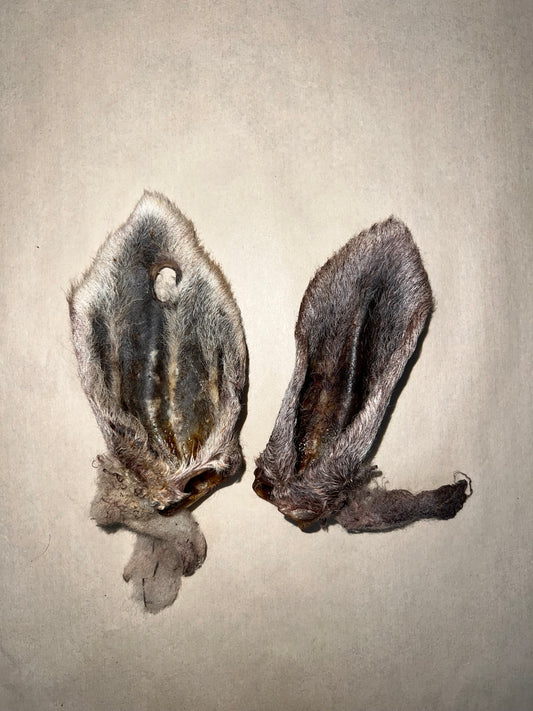 Sheep Ear