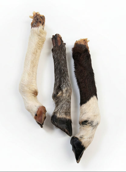 Goat or Sheep Leg
