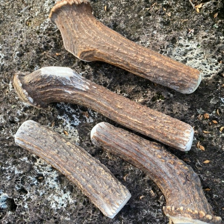 Deer Antler