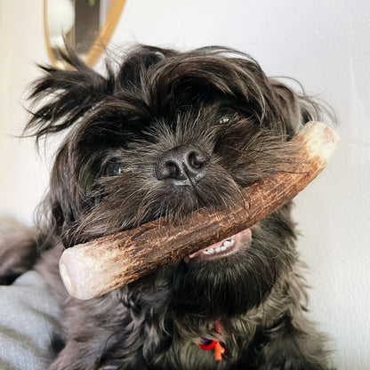 Deer Antler