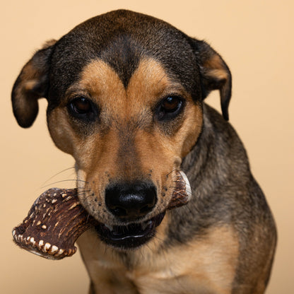 Deer Antler Chew & Cute Dog